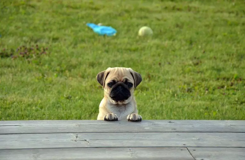 Caine puggle hotsell