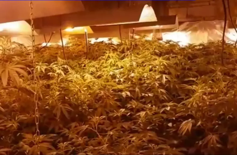 cultursa canabis bucuresti 2