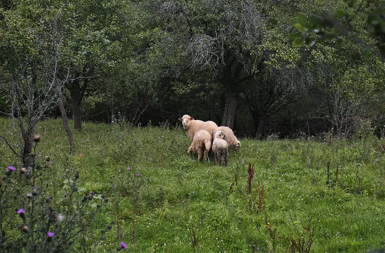 sat-parasit-dumitru-angelescu-img3365