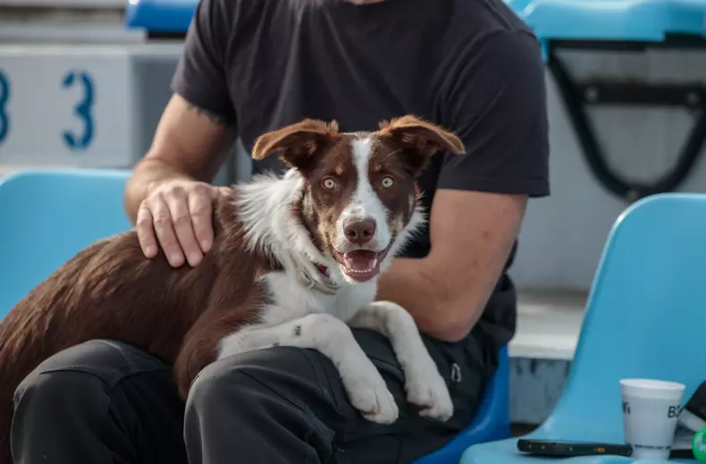 campionatul mondial canin craiova vlad chirea