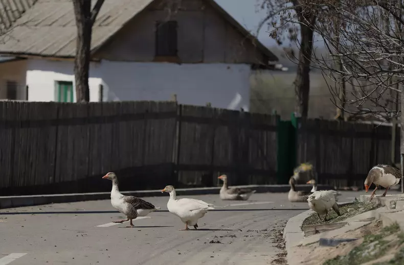 Pensiunea Daeni, Tulcea