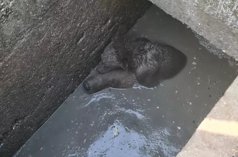 ursoaica-pui-sinaia-fosa-septica-5