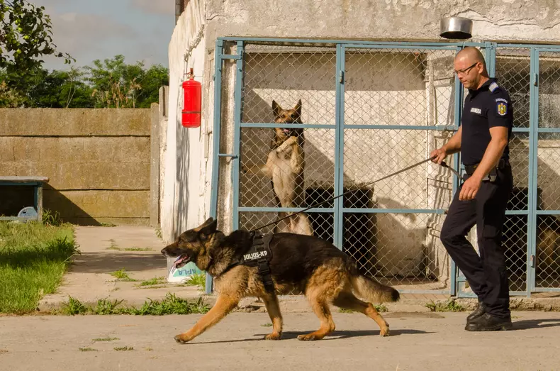 Mabanu Catalin Schipor (8)