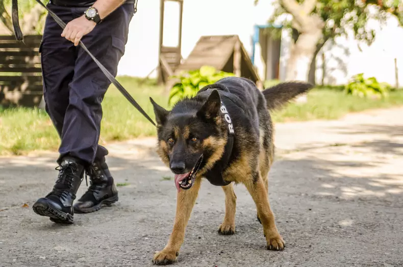 roby catalin schipor (1)