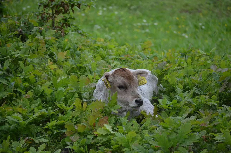 Drumul spre vârful Muncelu