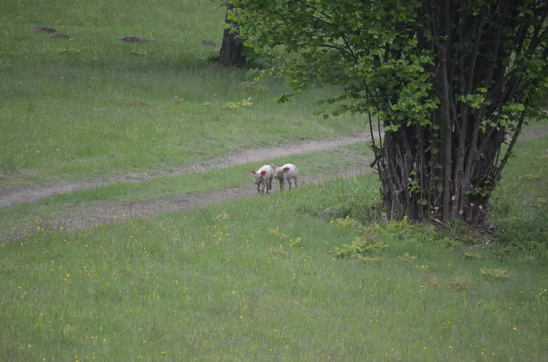 Drumul spre vârful Muncelu