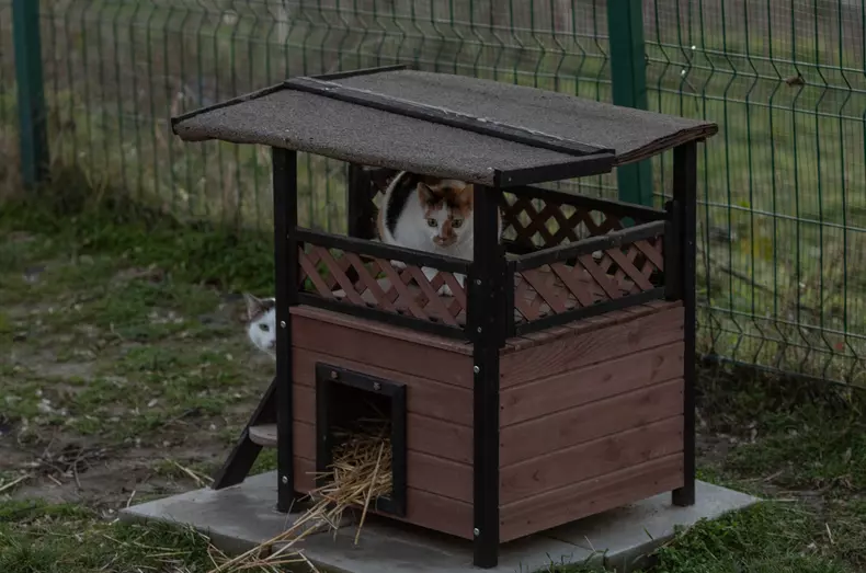 Adăpostul Save the Dogs, de lângă Cernavodă
