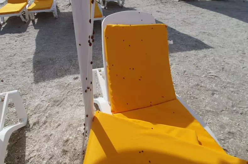 buburuze_litoral_mamaia___1 (9)