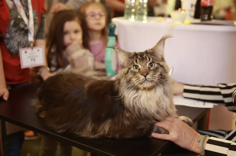 Salonul Felin Internațional SofistiCAT (29)