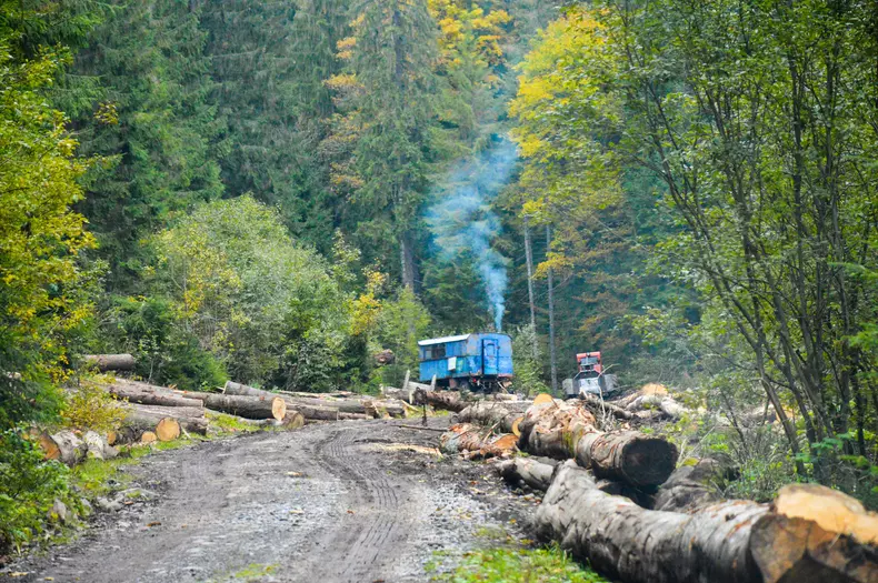 defrisari paduri romania (7)