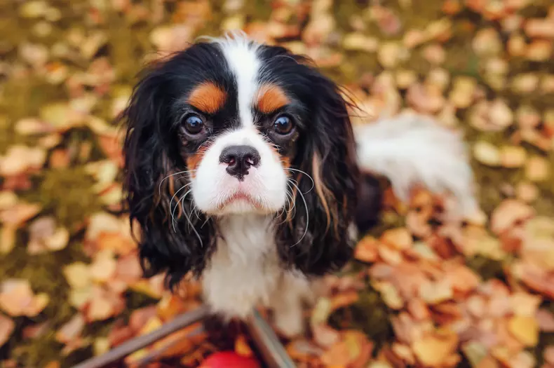 Câine Cavalier King Charles Spaniel