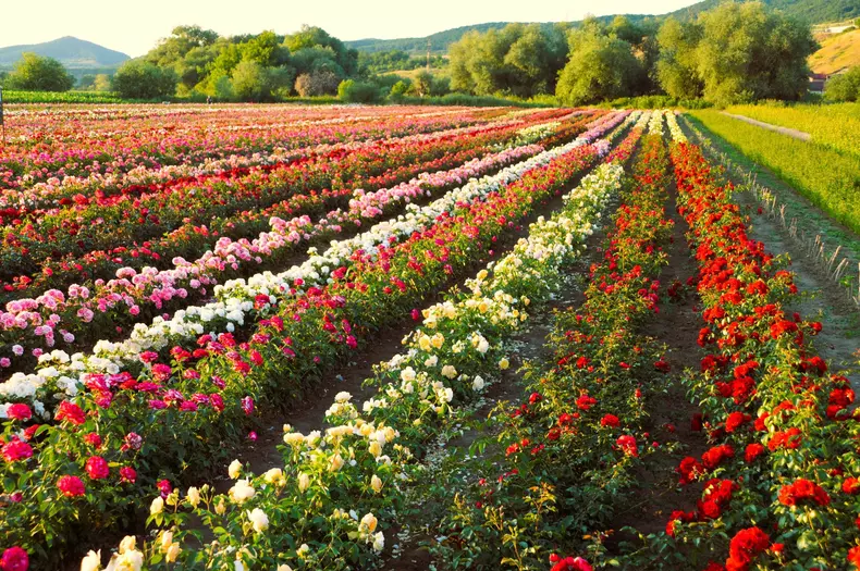 ciumbrud trandafiri2