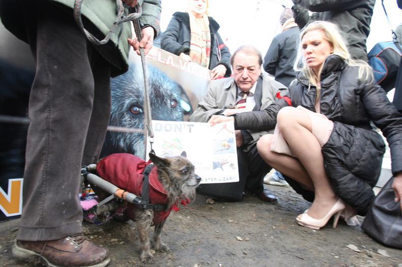 Maja_Hohenzollern_caini_eutanasiere_protest__1_.JPG