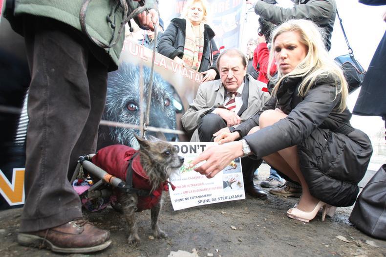 Maja_Hohenzollern_caini_eutanasiere_protest__2_.JPG