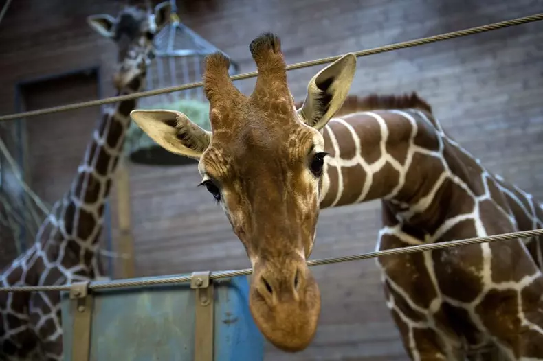 girafa2_02.jpg