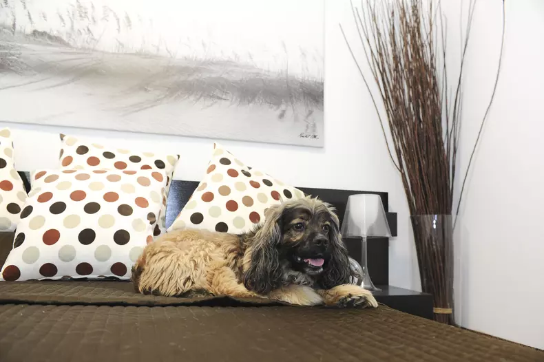 Hotel de lux pentru căței, în New York