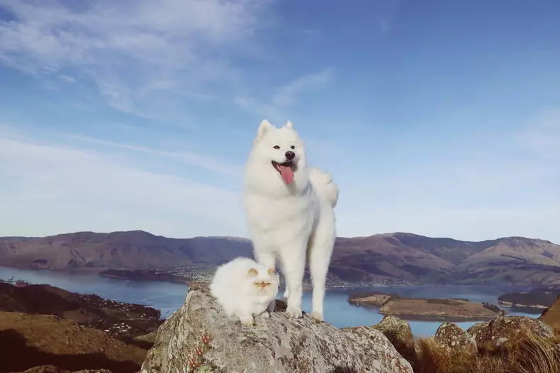 GRUMPY CAT AND HAPPY DOG BUDDIES
