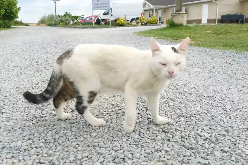 acasa-la-motanul-putin-si-cainele-zelenski-2