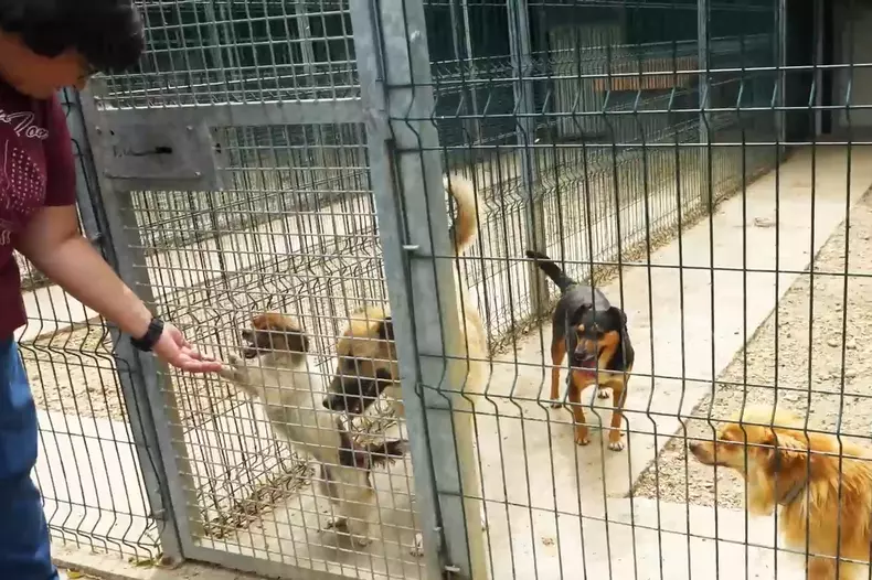 acasa-la-motanul-putin-si-cainele-zelenski-3