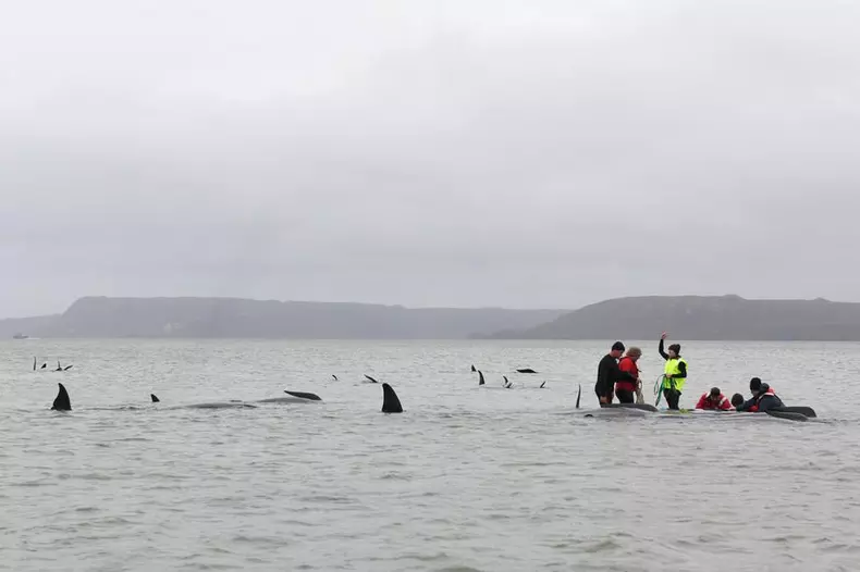 Mass whale stranding in Tasmania