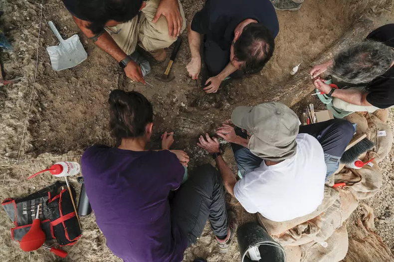 Long elephant tusk, half a million years old, discovered near Gedera