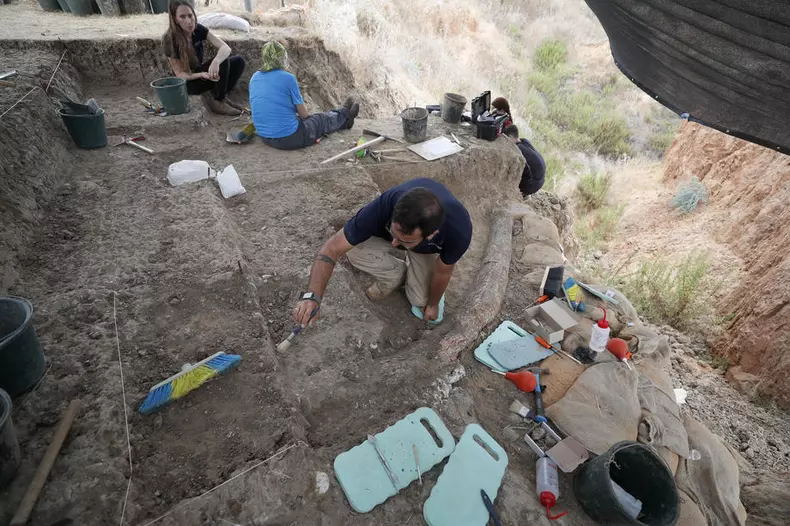 Long elephant tusk, half a million years old, discovered near Gedera