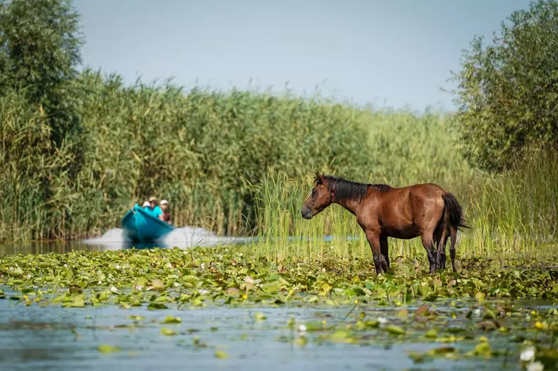 Letea,Wild,Horses,In,Danube,Delta,Romania