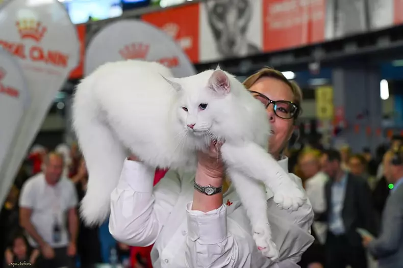 Wild Forests Nordri2