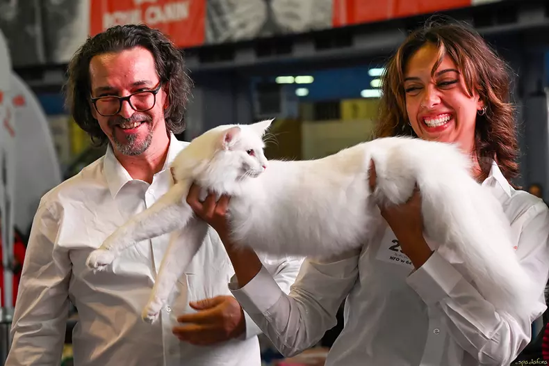 Wild Forests Quasar2 (1)