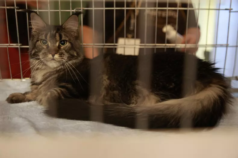 Salonul Felin Internațional SofistiCAT (13)