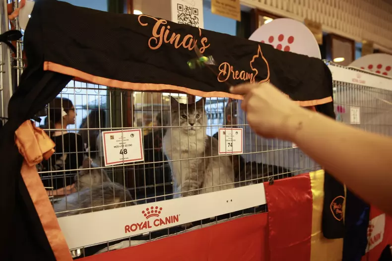 Salonul Felin Internațional SofistiCAT (15)