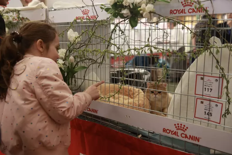 Salonul Felin Internațional SofistiCAT (3)