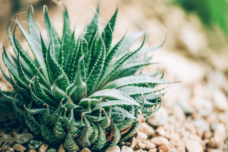 planta-aloe-vera