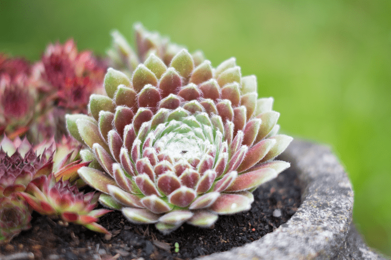 sempervivum-plata-suculenta
