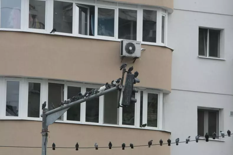 porumbei9.jpg