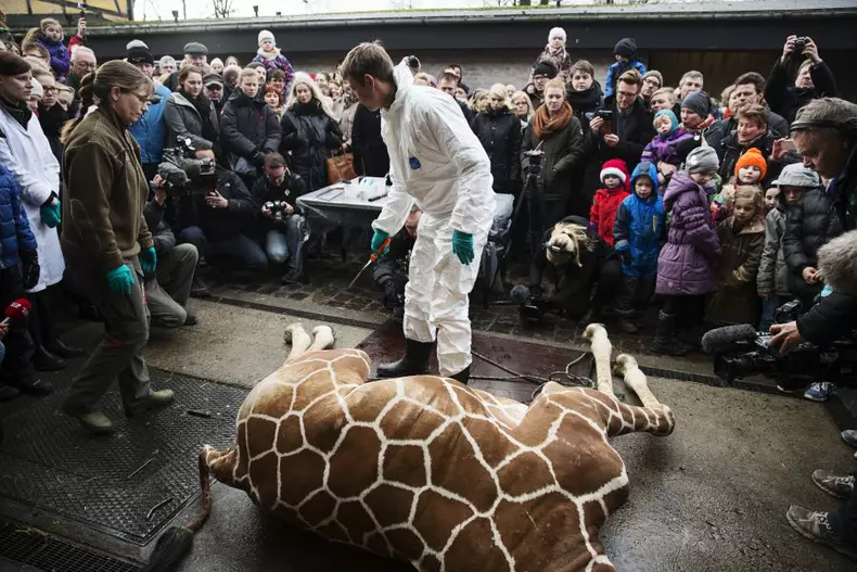 girafa3_01.jpg