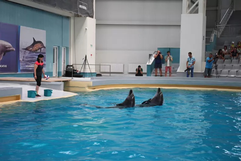 delfinariu (6)