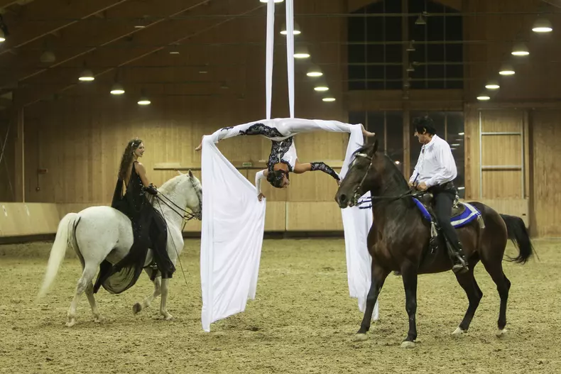 Finala Salonul Calului 3