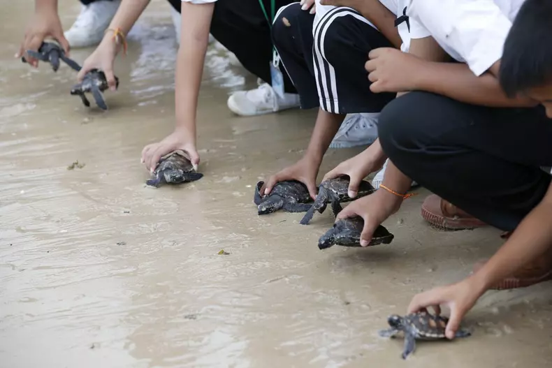 Release of 1,066 endangered species sea turtles into the sea to mark Thai King Maha Vajiralongkorn 65th birthday