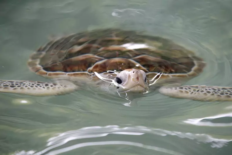 Release of 1,066 endangered species sea turtles into the sea to mark Thai King Maha Vajiralongkorn 65th birthday