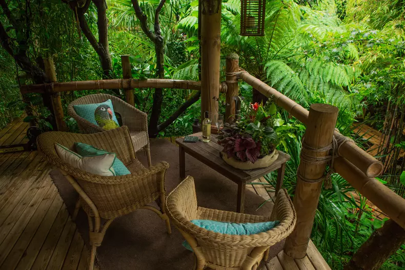 Un britanic și-a transformat grădina într-un paradis tropical