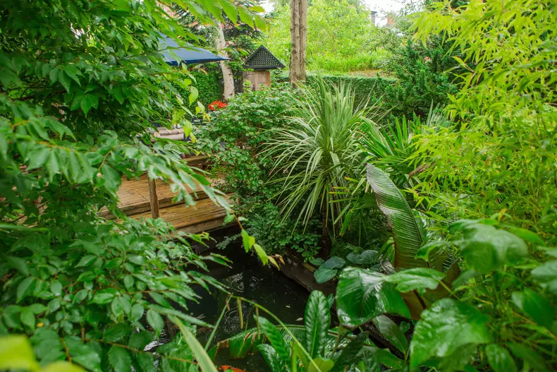 Un britanic și-a transformat grădina într-un paradis tropical