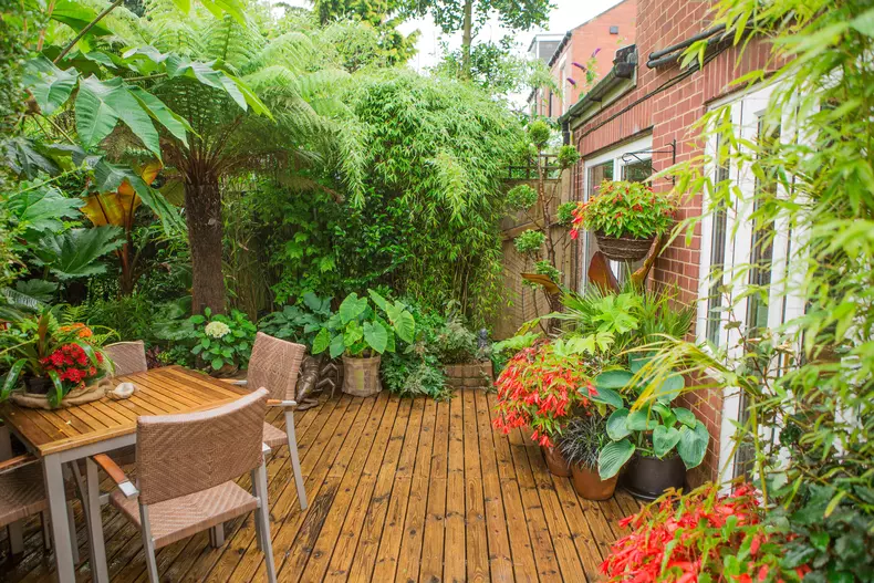Un britanic și-a transformat grădina într-un paradis tropical