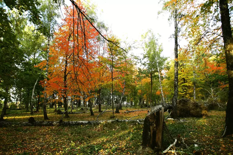 tărâmul de poezie al lui Mihai Eminescu - Codrii de aramă și Pădurea de argint (21)