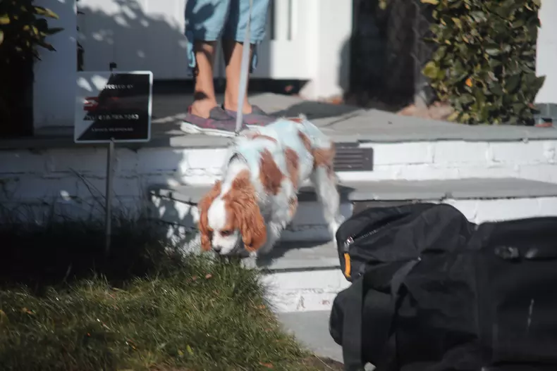EXCLUSIVE: Selena Gomez dog Charlie gets spray painted blue