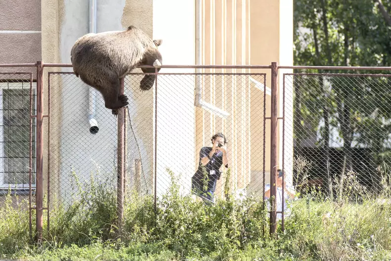 Brown bear in Romania