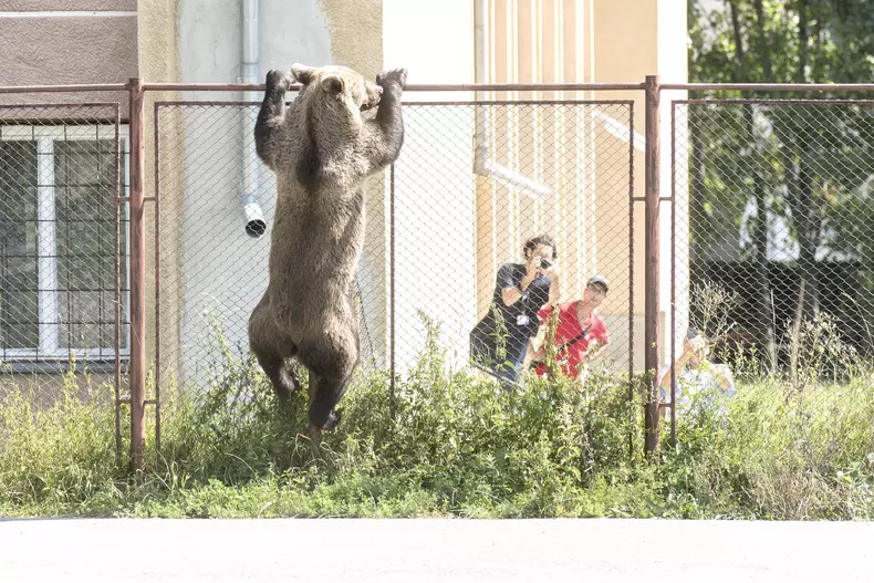 Brown bear in Romania