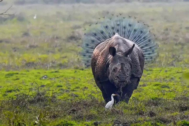 Cele mai amuzante fotografii cu animale din 2018