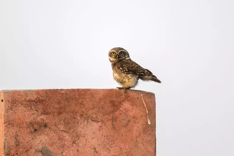 Cele mai amuzante fotografii cu animale din 2018