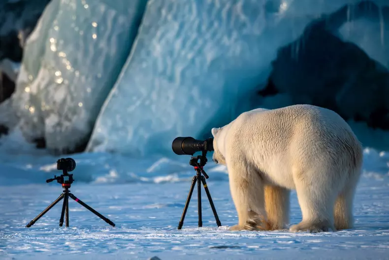 Cele mai amuzante fotografii cu animale din 2018